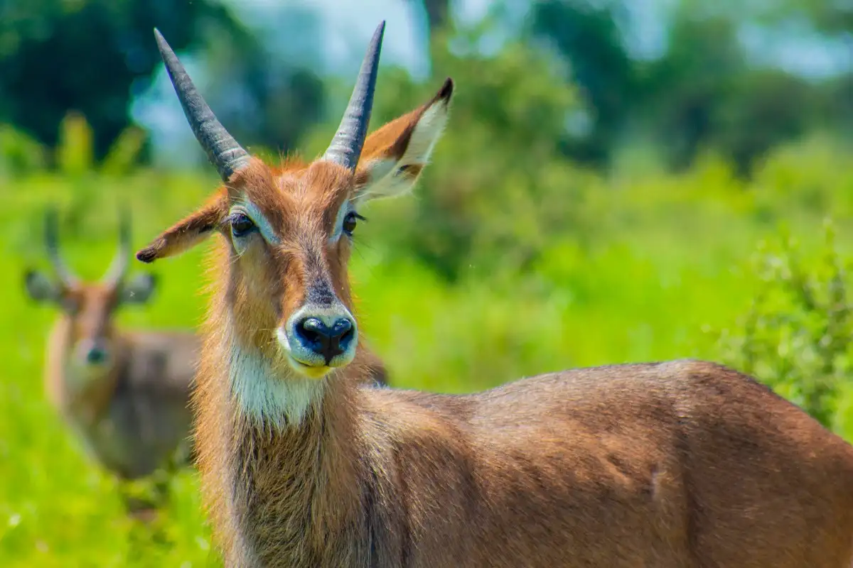 4 day - Kidepo Valley National Park Safari