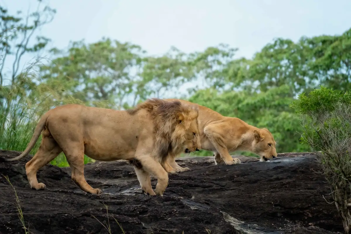 18-Day Exploring Uganda Safari