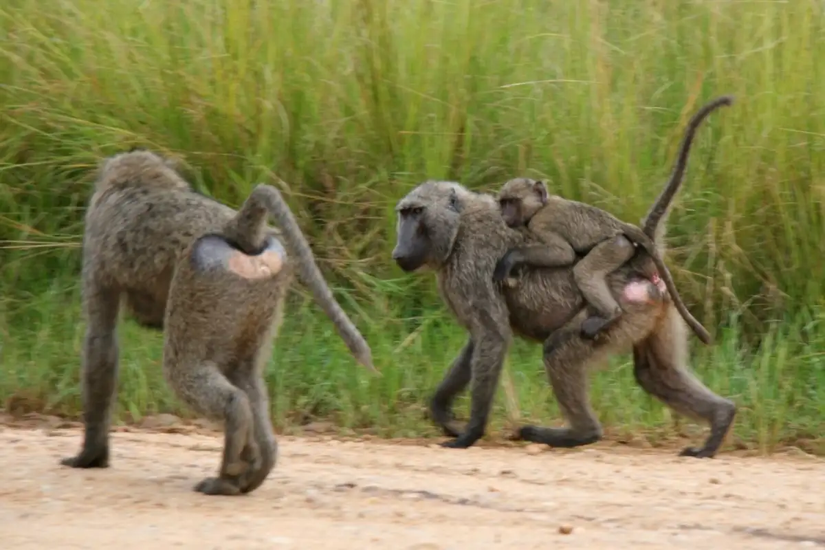 12-Day Explore Uganda and Gorillas Safari