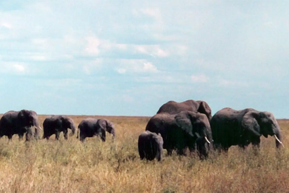 6 Days Primate Wildlife Safari to Murchison Falls National Park & Kibale National Park