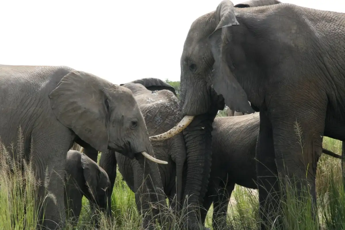 6 Days Primate Wildlife Safari to Murchison Falls National Park & Kibale National Park.