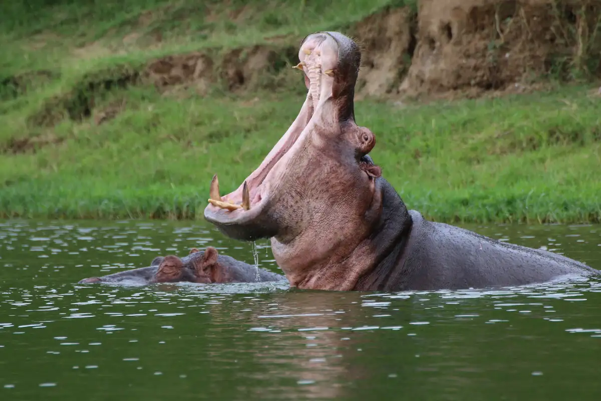 3 Days Wildlife Safari To Queen Elizabeth National Park