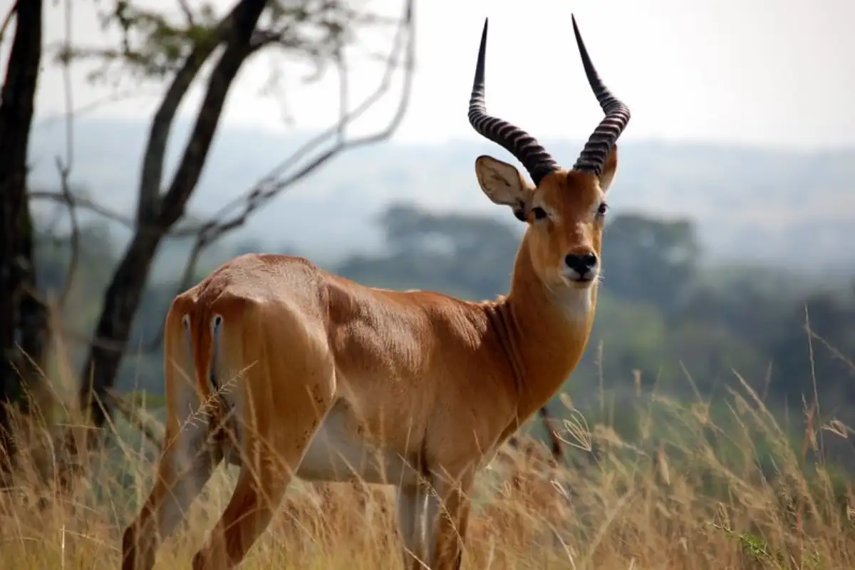 7 Days Uganda Safari 