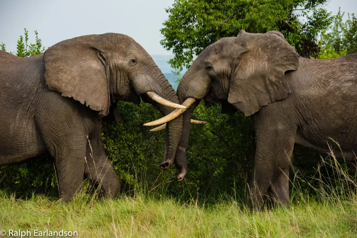 14 Day Ultimate Uganda Wildlife, Gorilla & Community Experience 