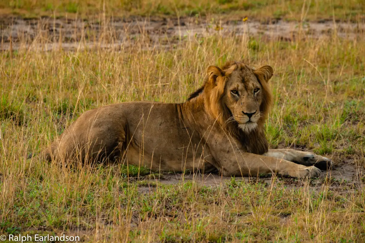 3 Days Queen Elizabeth Safari 