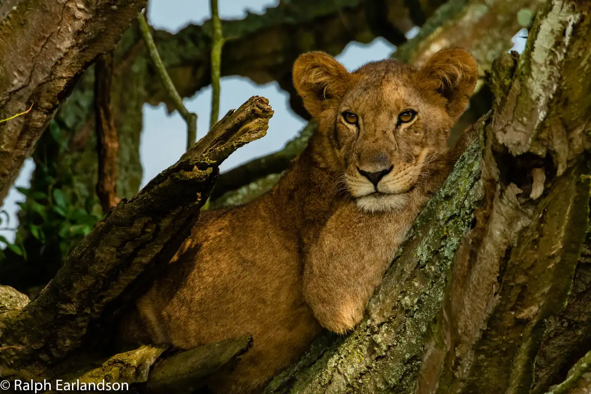 3Days Wildlife Safari to Queen Elizabeth National Nark