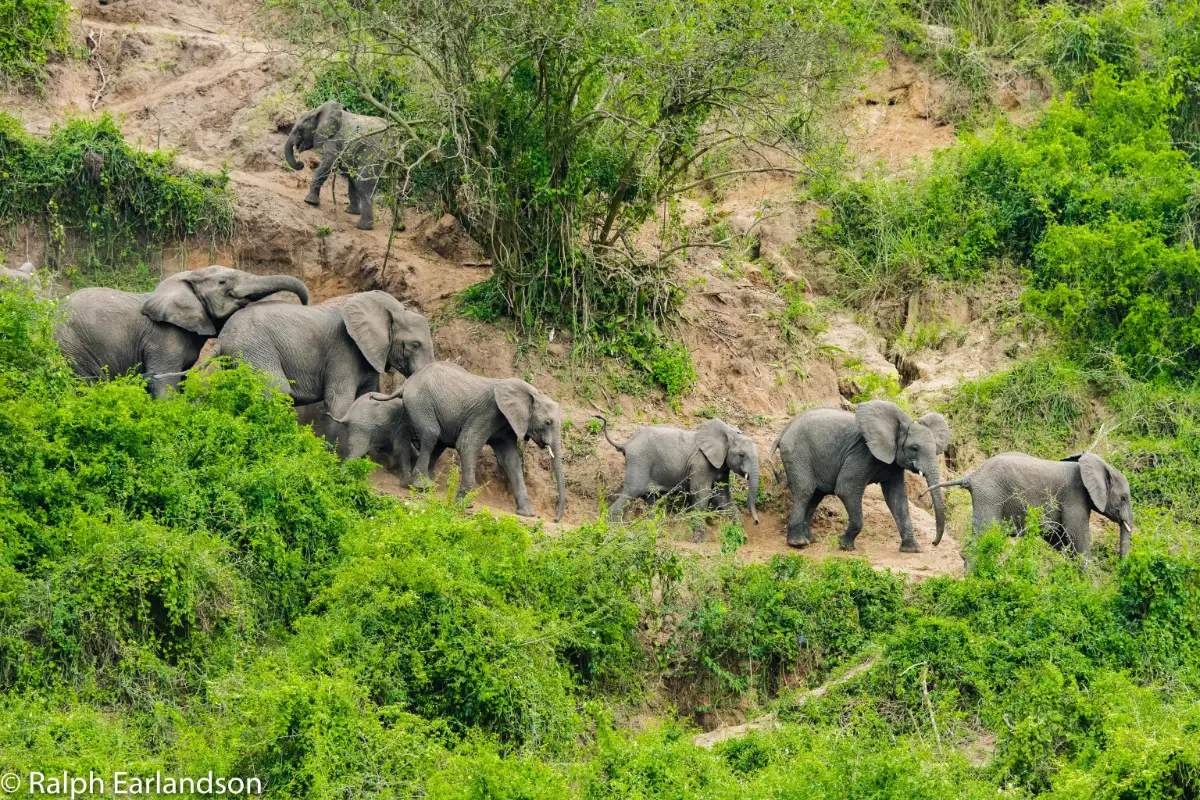 8-Day White water Rafting and Wildlife Experience