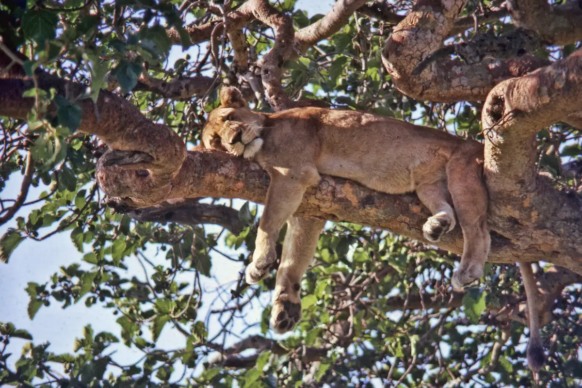 3 DAY QUEEN ELIZABETH SAFARIS