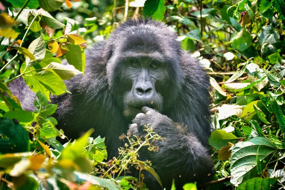 4 Days Uganda Gorillas Trekking