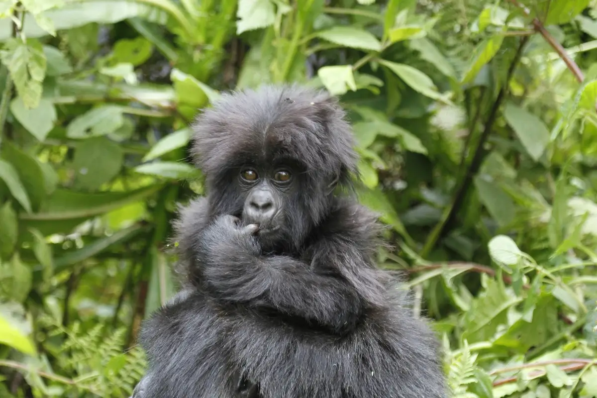 8 Days Rwanda Uganda Safari 