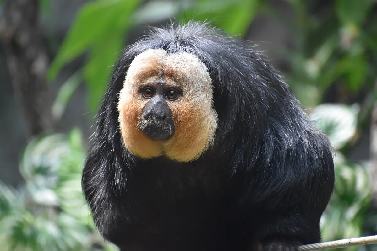 5 Days Mountain Elgon Trekking