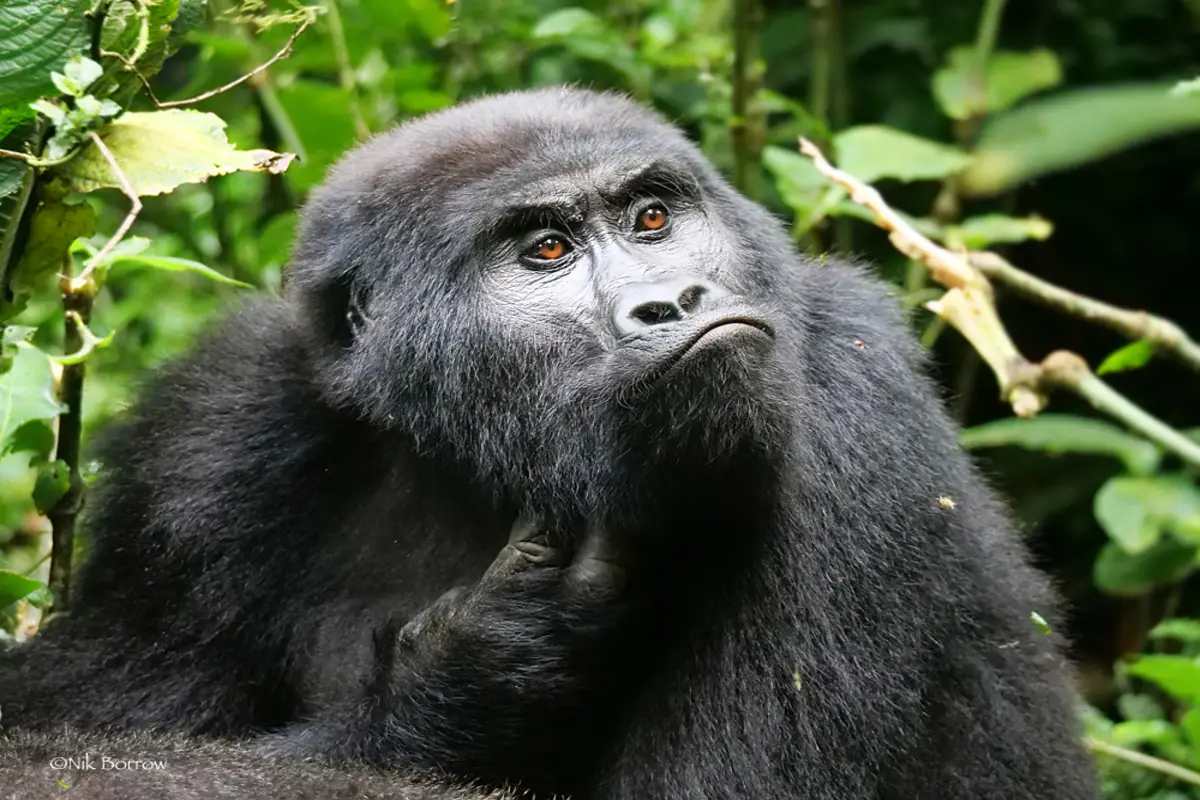 14 Day Rwanda and Uganda's Gorilla Trekking & Big Five