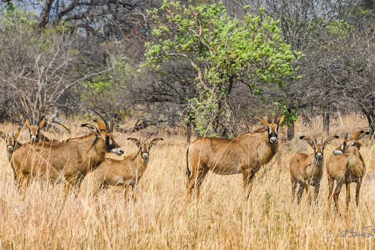 10 Days Nanzhila Cultural & Wildlife Safari Adventure