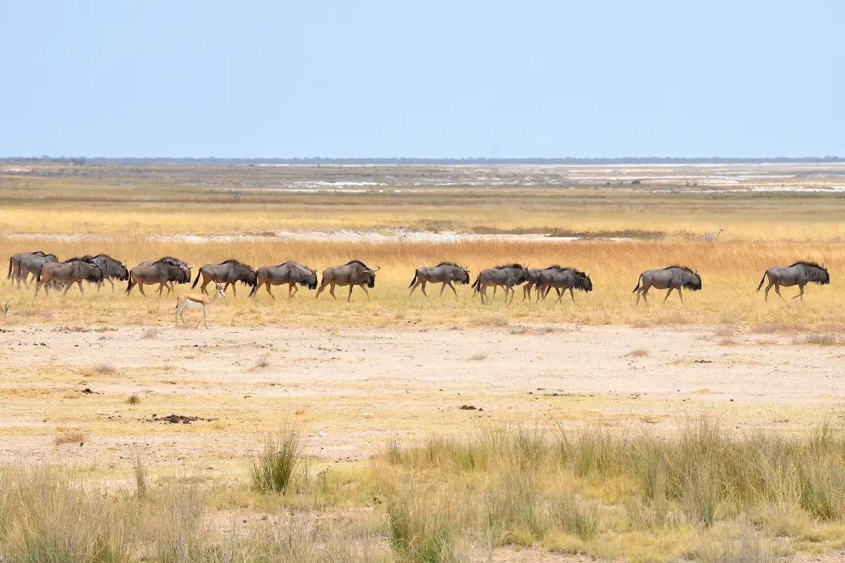 15 days Liuwa Camping Safari