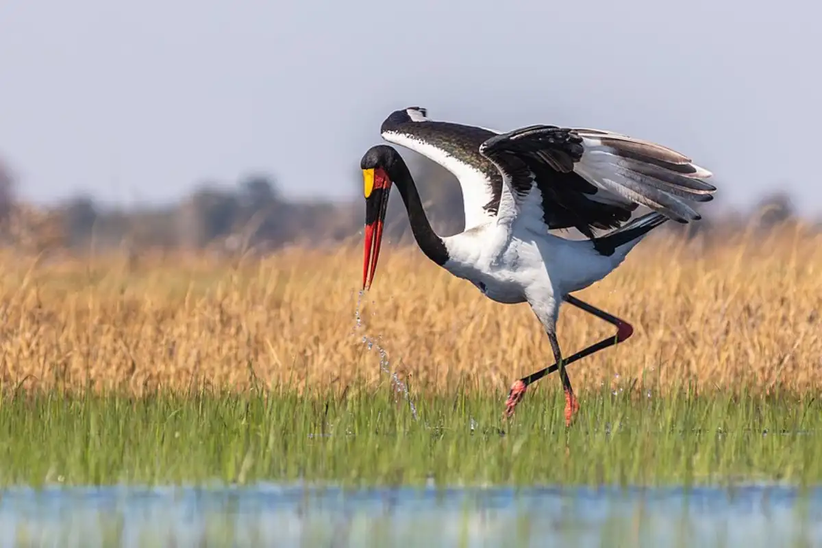 4 days - Explore Lochinvar National Park: birding & Culture 