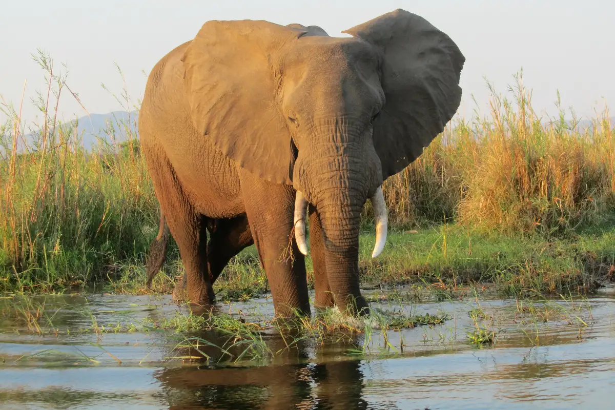 15 days Highlights of Zambia 