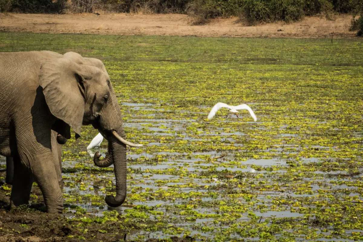 5 Day Exploring Luangwa’s Unspoilt Wilderness on Walking Safari