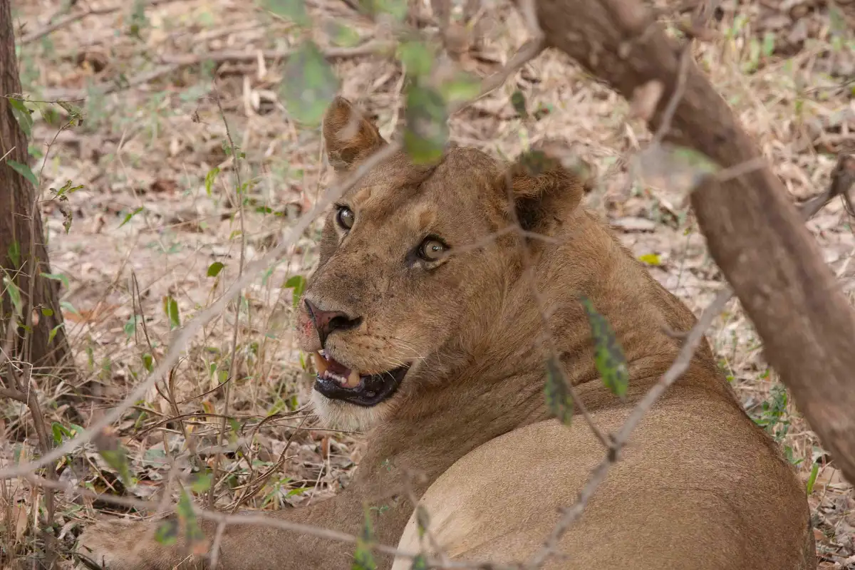 4 Days - Overland transfer to/fro South Luangwa National Park