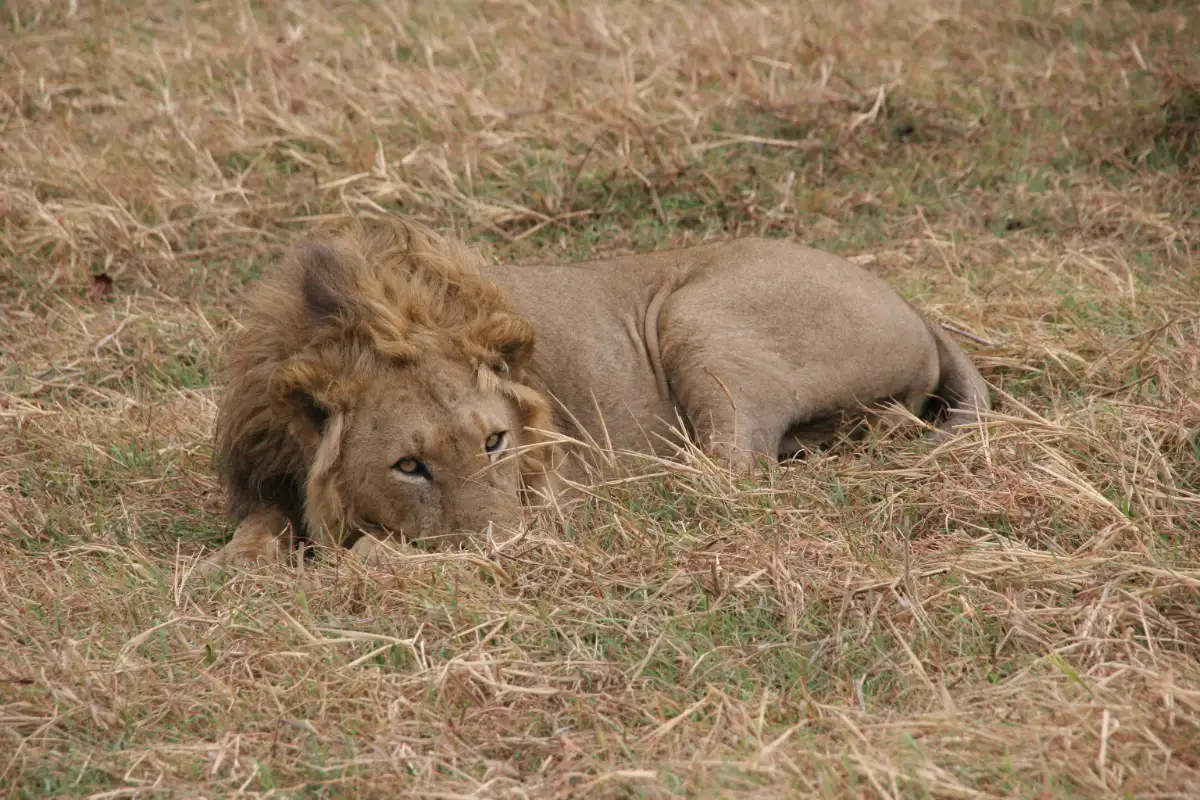 3 Days - Kanzwa short holiday break excursion - 2 Nights Safari Tour to Kafue National Park - Centra