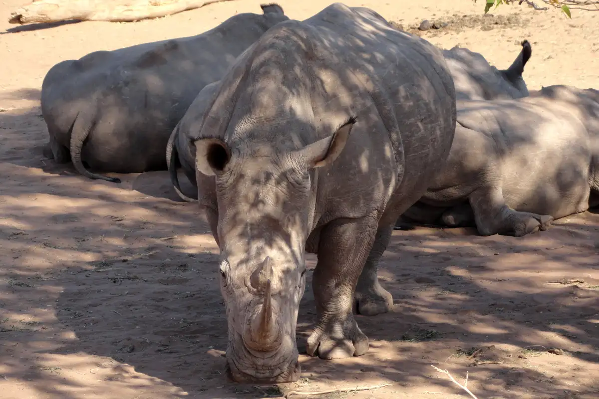 GAME DRIVE AND RHINO WALK SAFARI 