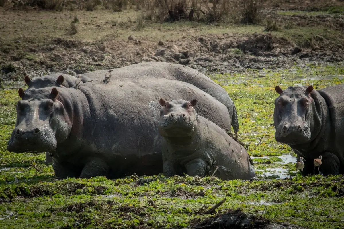 8 Day Full Kafue National Park Safari Experience, Zambia