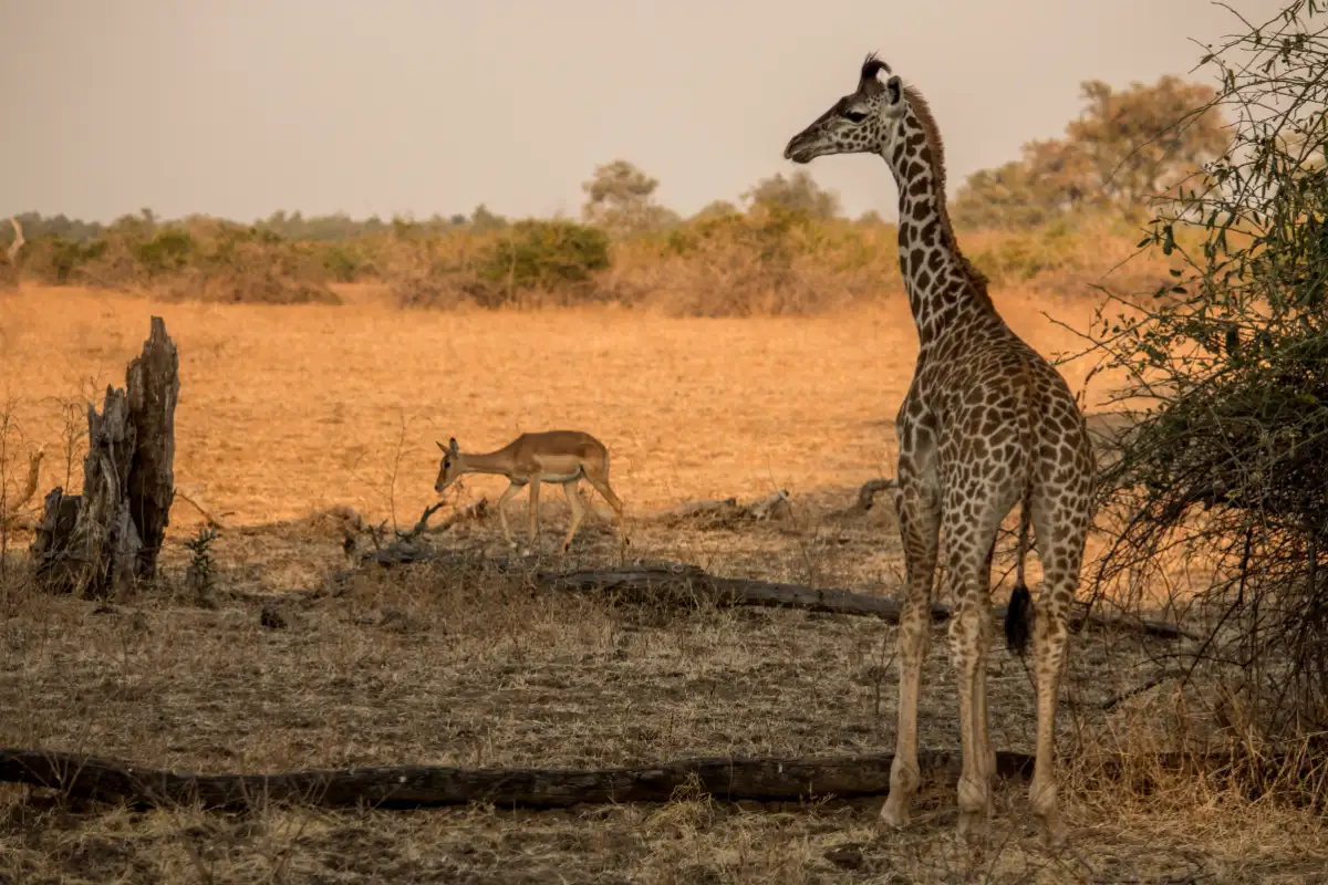 1 Day - Wildlife Game Drive in the Mosi-oa-Tunya National Park