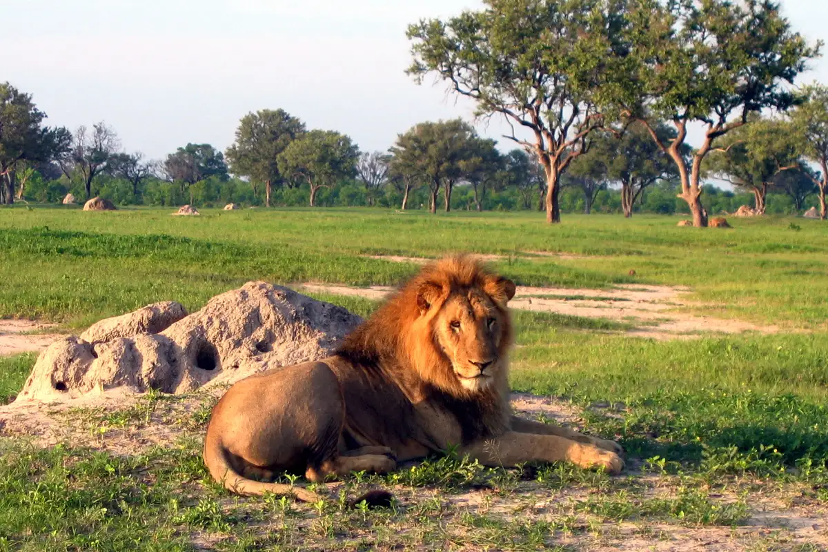 Discover Victoria Falls, Hwange National Park and Chobe National Park