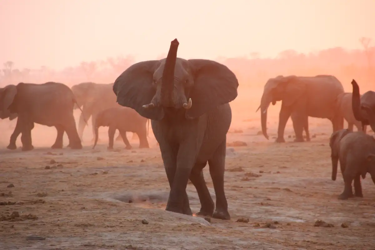 Hwange National Park Full Day Safari Experience
