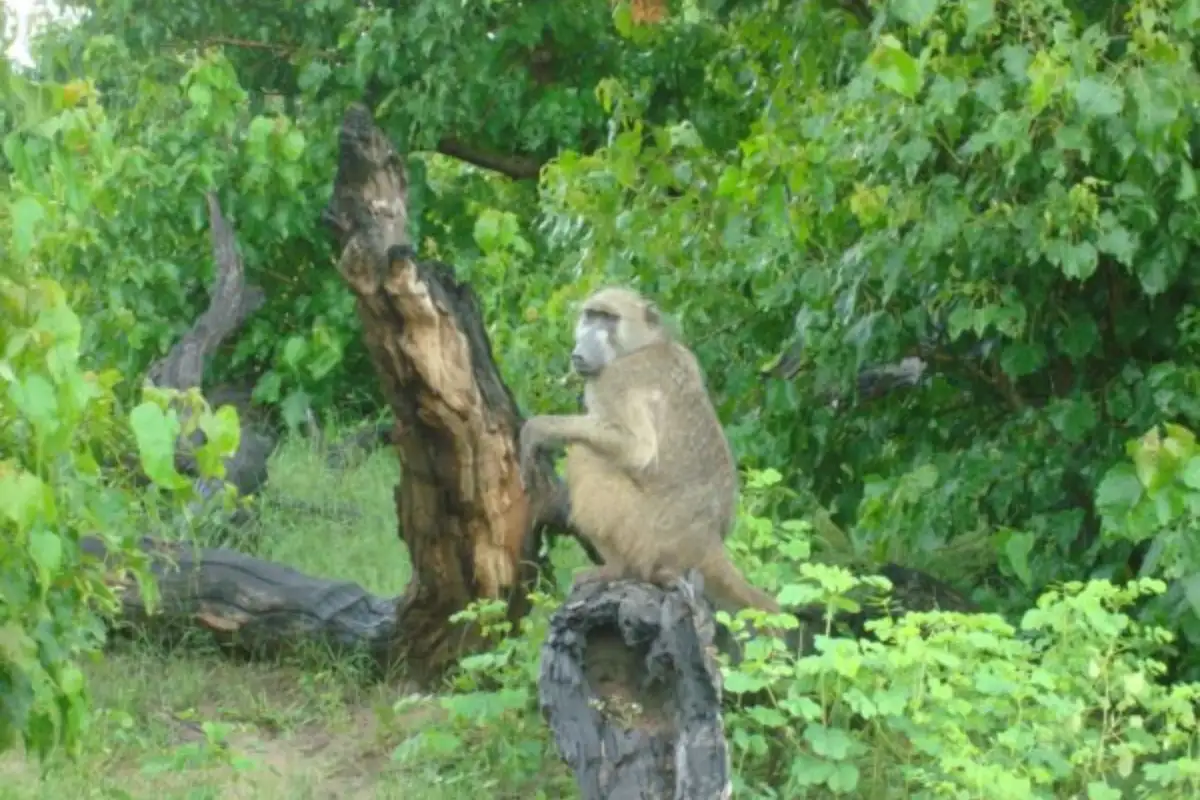 Khami Ruins Tour Departing From Bulawayo