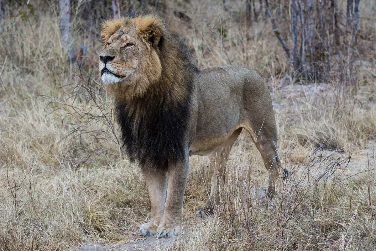 Chipangali Wildlife Orphanage Half Day Tour with Refreshments.