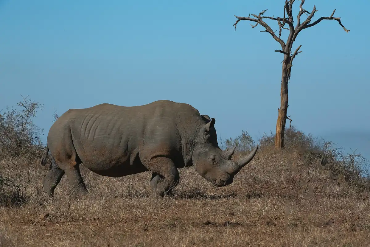Great Zimbabwe Ruins 2 Day Tour with Rhino Tracking Departing from Bulawayo.