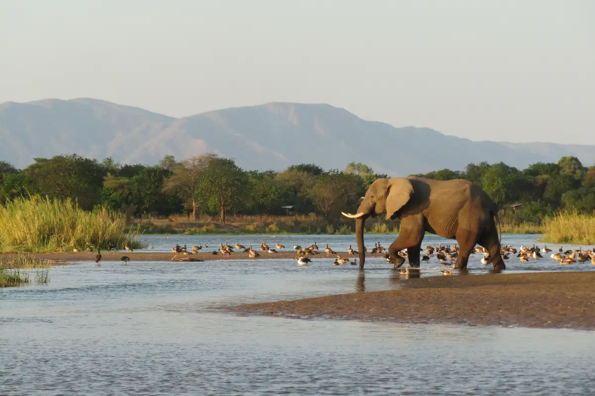 2-Day Budget safari to the best of southern circuit(Nyerere)