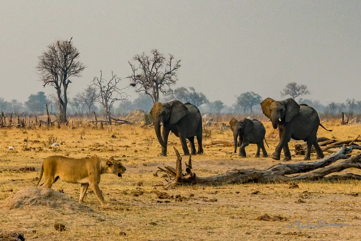 Hwange Park 3 Days Budget Camping Safari.