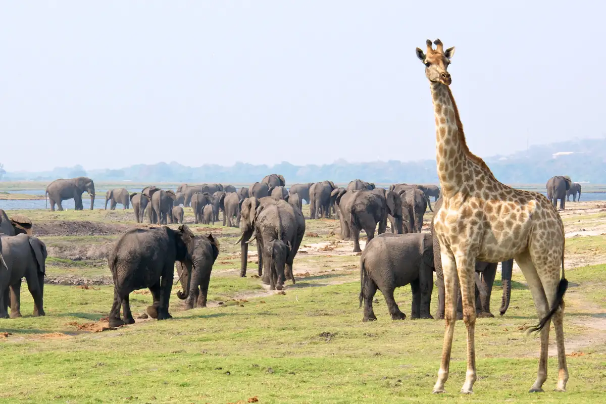 Hwange national park day trip