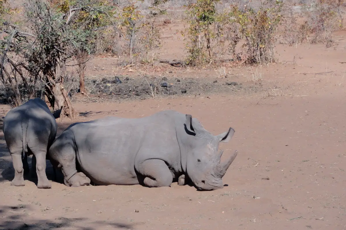Matopos Game Drive,Bushman Cave Paintings & Rhino encounter on foot