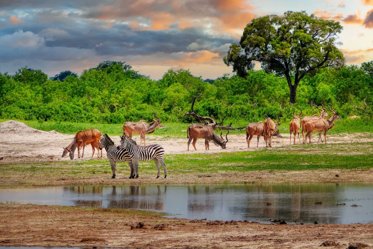 Visit To Victoria Falls Rainforest And Hwange National Park