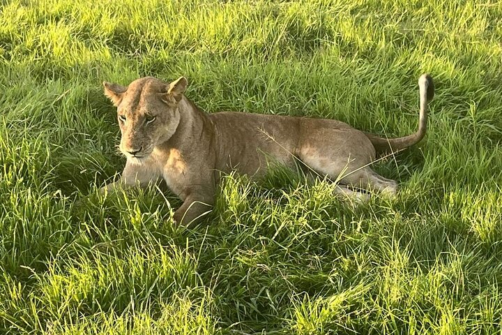 Classic Wild Escapes