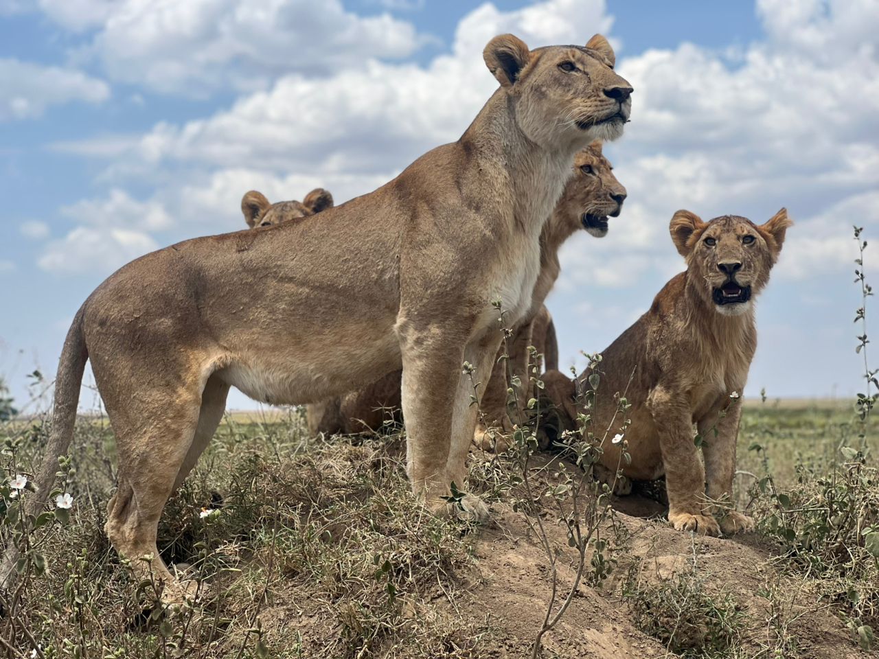 Eyes Of Tanzania
