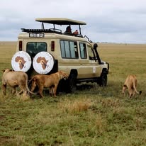 Giraffe African Trips