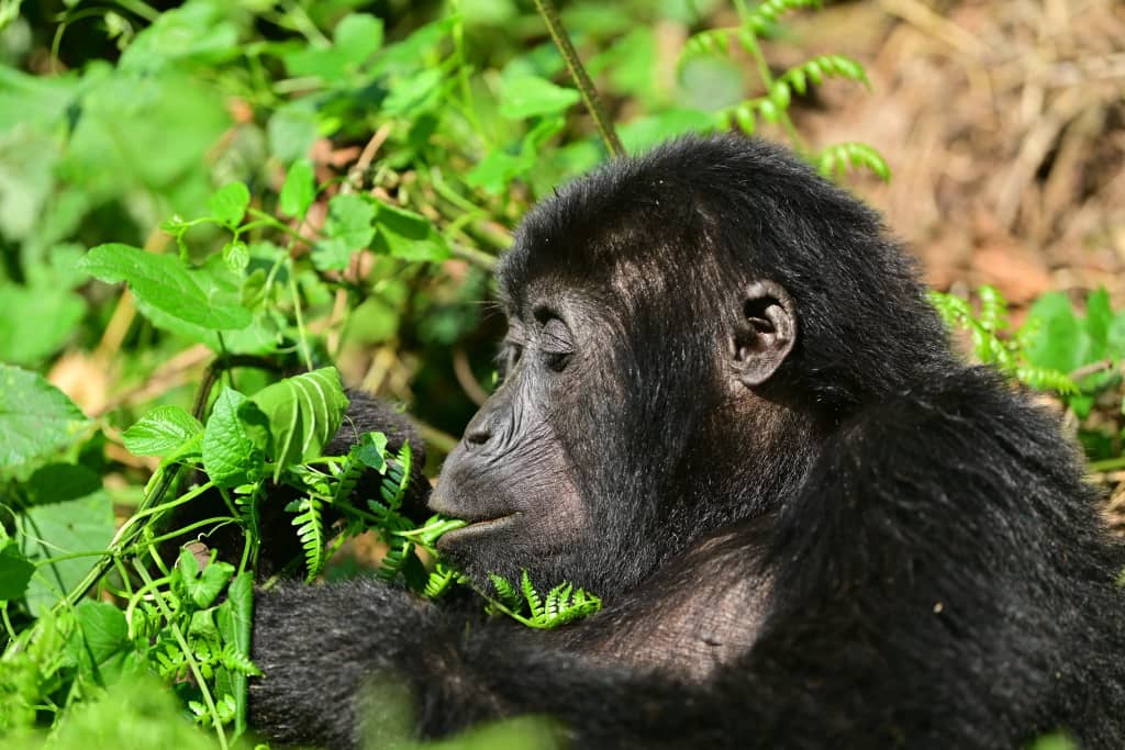 Gorilla SafariConsultants