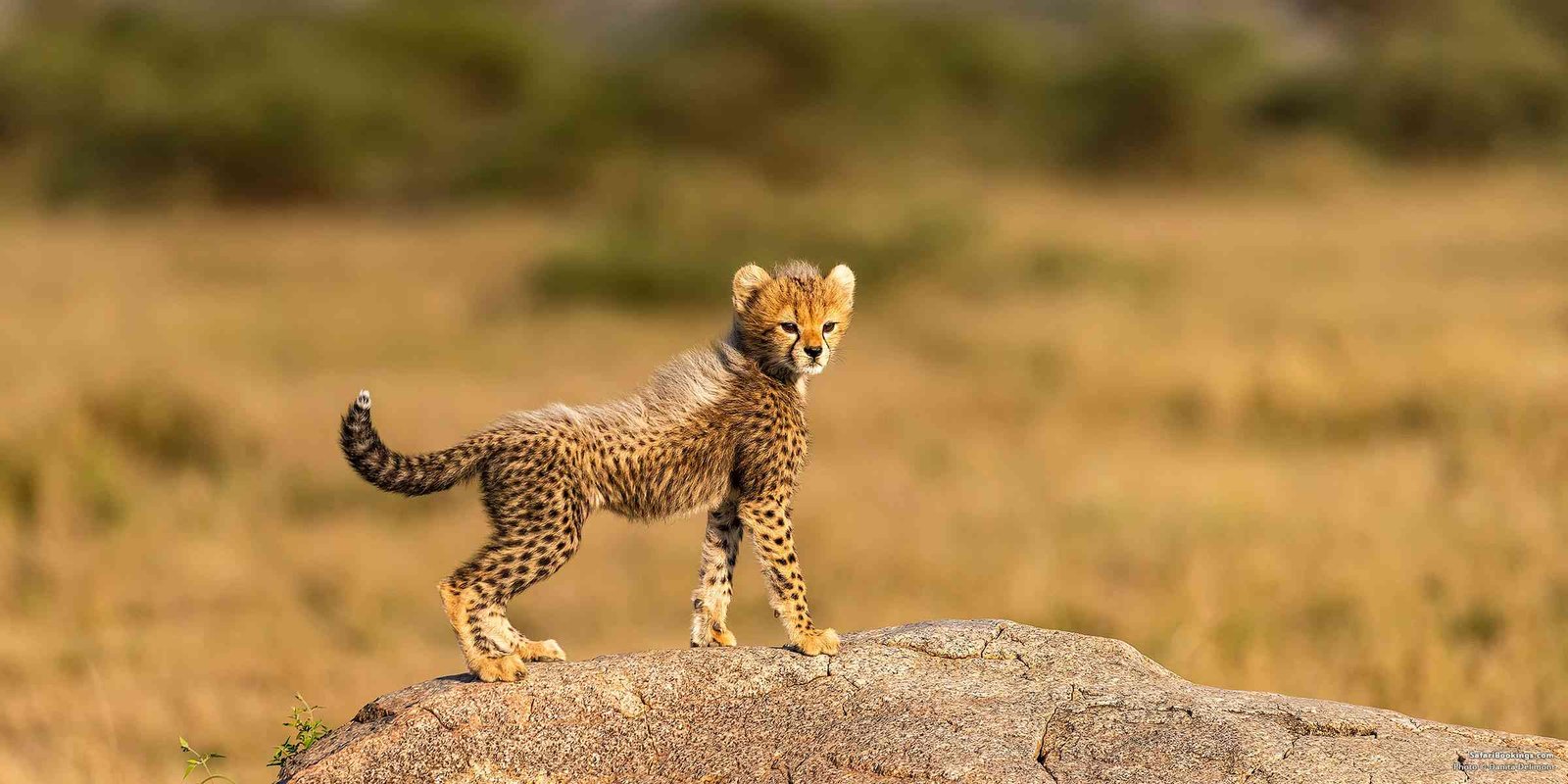 Meilleur Tours and Safari