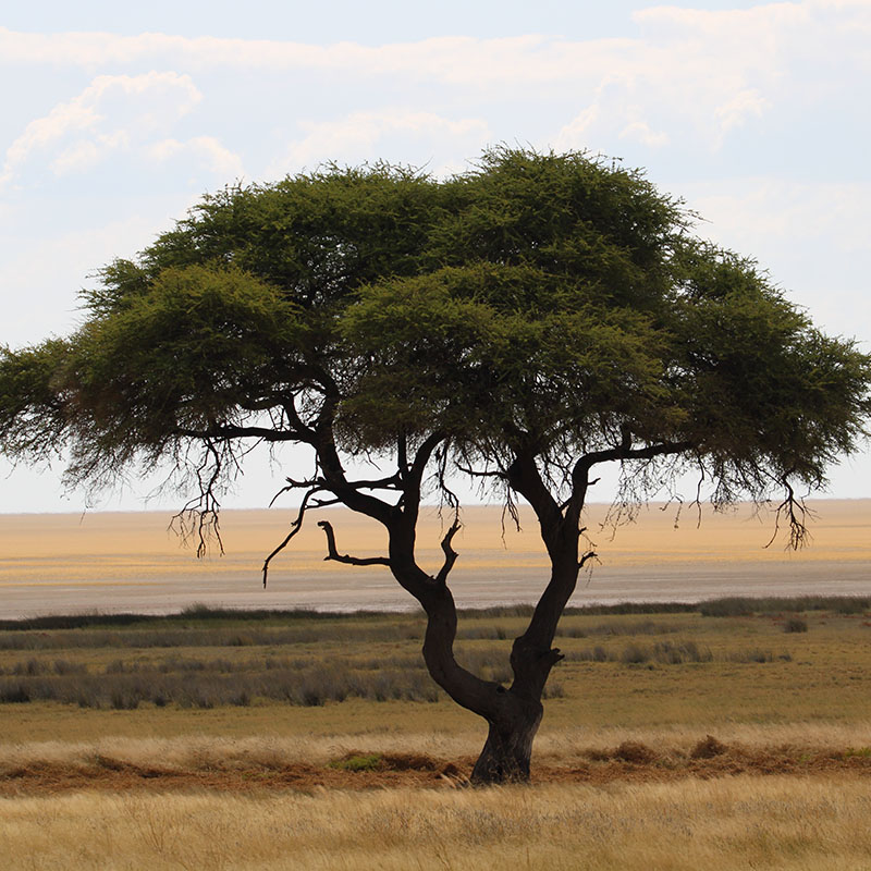 Motema Tours and Safaris