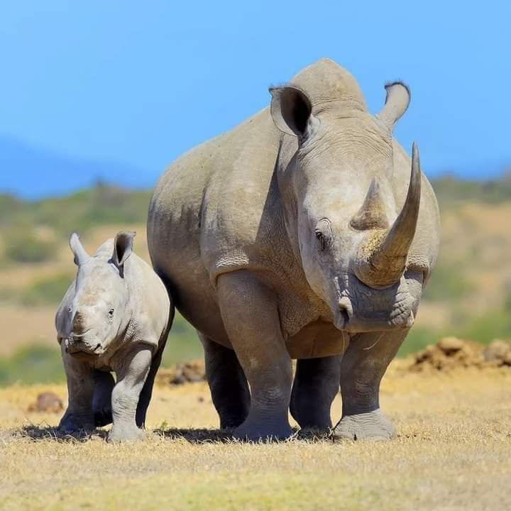 SAKIBO SAFARIS LTD