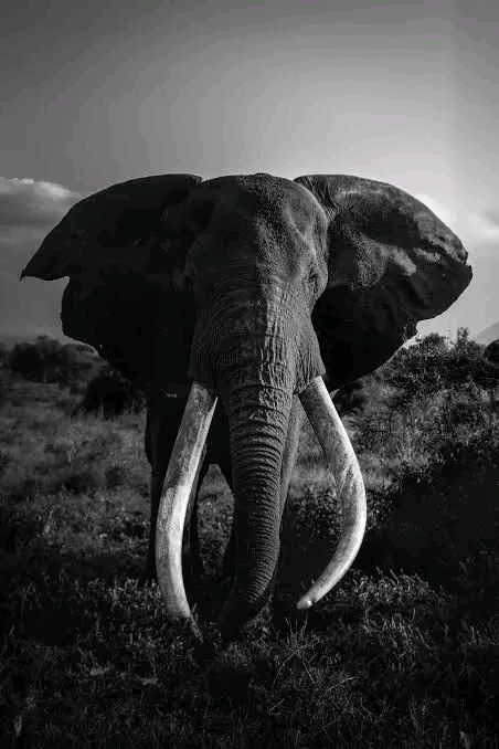 SUMMER BREAK SAFARIS