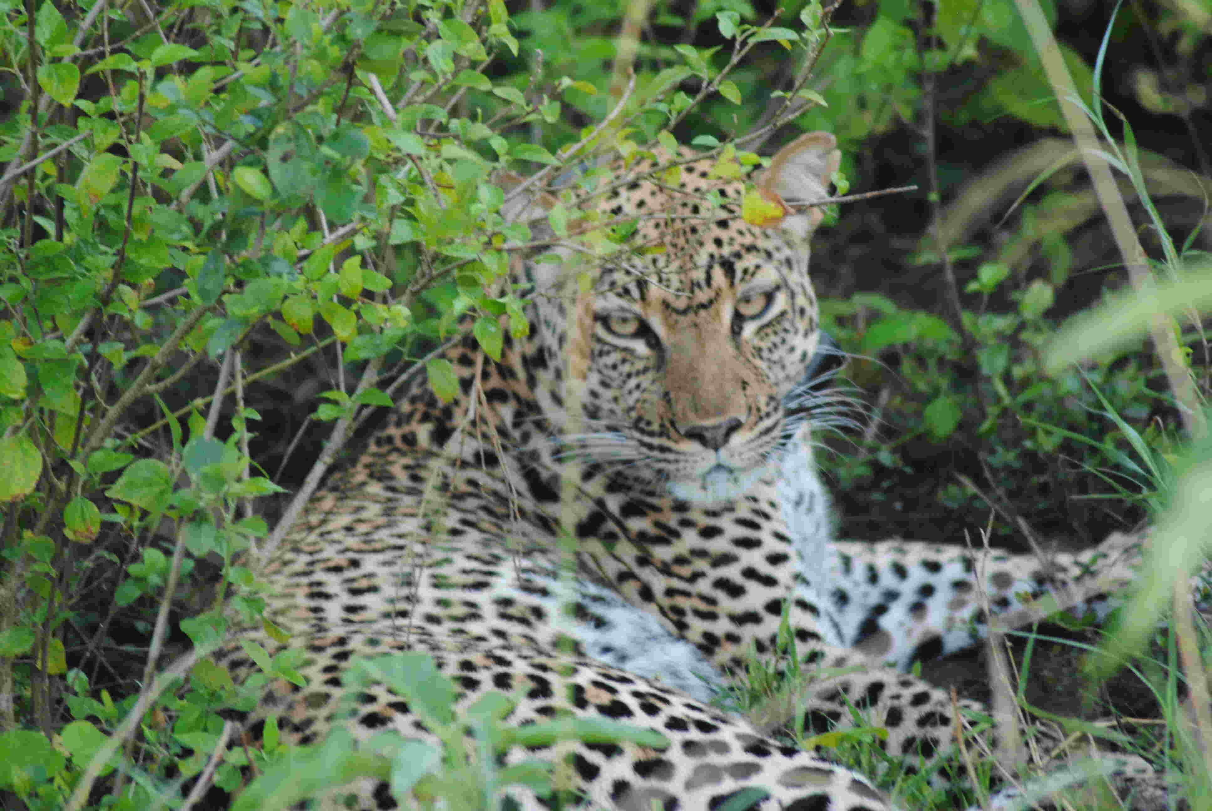 Safari 2 Gorilla Tours Ltd