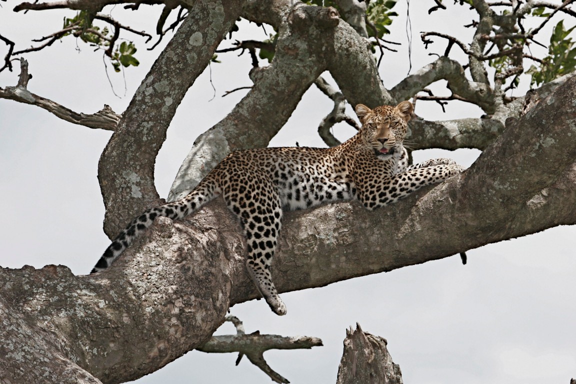 Seven Serenity Safaris