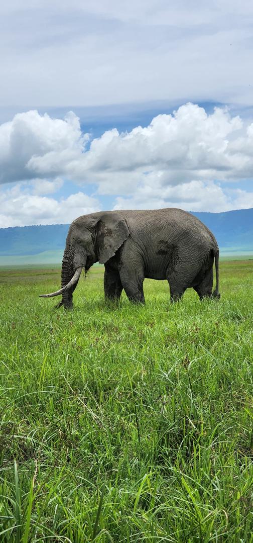 Terra Safaris company limited