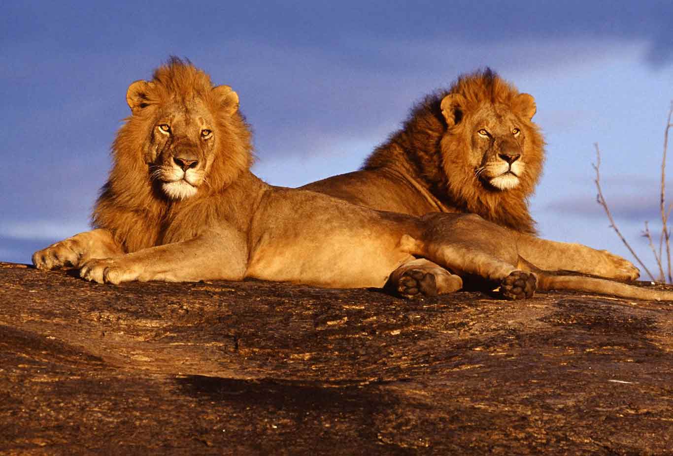 Wildaxis Africa Tours Ltd