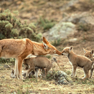 on the go ethiopia tours