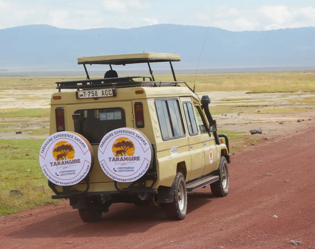 tarangire experience safaris